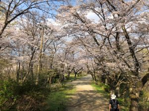 桜のトンネル２