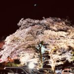 あつぎ飯山桜まつり🌸夜桜ライトアップ