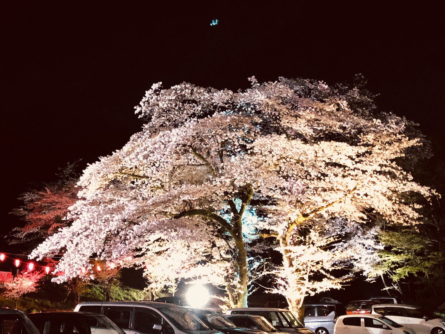 あつぎ飯山桜まつり🌸夜桜ライトアップ
